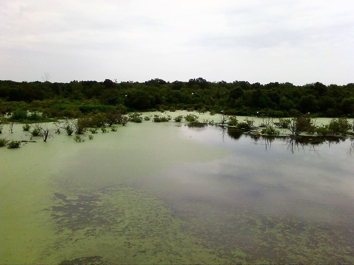 Iaz cu apă verde din cauza algelor microscopice