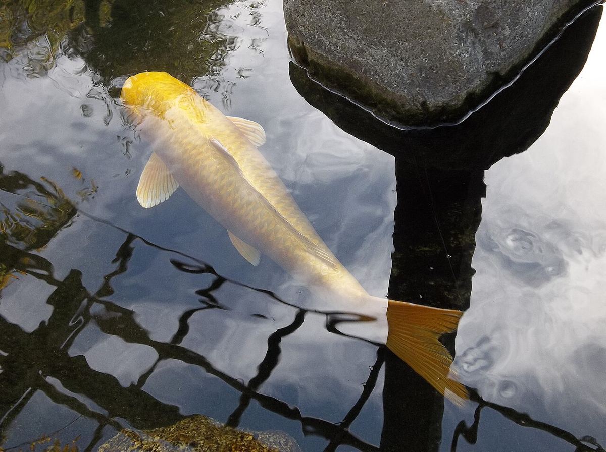 Koi Ogon metalic auriu