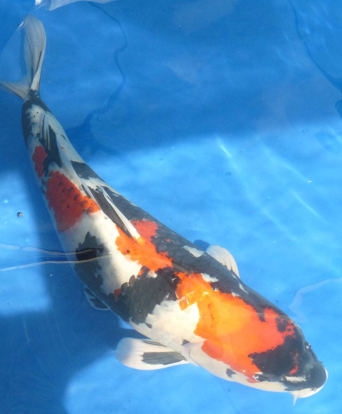 Koi Showa Sanshoku, cu bază neagră, roșu și alb